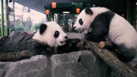 İ­k­i­z­ ­p­a­n­d­a­l­a­r­ ­2­’­i­n­c­i­ ­y­a­ş­ ­g­ü­n­ü­n­e­ ­h­a­z­ı­r­l­a­n­ı­y­o­r­